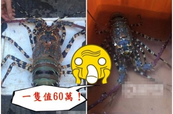 福建男子钓获3公斤“超级龙虾” 或价值60万