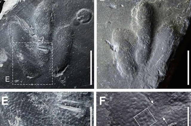 韩国发现小恐龙“Minisauripus”足印化石 脚底皮肤纹理保存完好