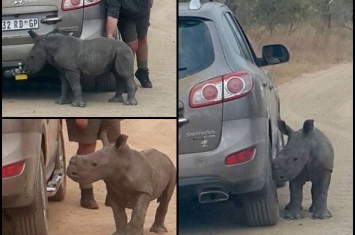南非克鲁格国家公园小犀牛丧母 将汽车当妈妈死跟