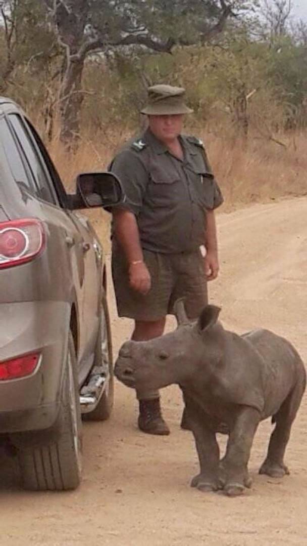 南非克鲁格国家公园小犀牛丧母 将汽车当妈妈死跟