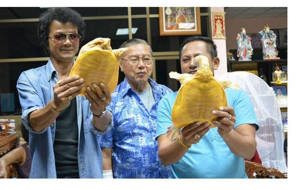 泰国尖竹汶府农民捕获一只全身金黄色的鳖