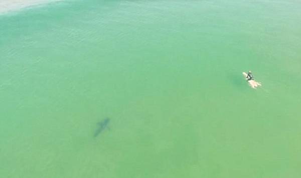 美国加利福尼亚州海滩数只大白鲨悄悄向冲浪的人们靠近