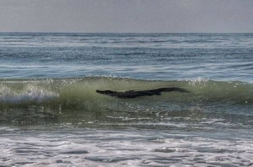 美国南卡罗来纳州波利斯岛男子冲浪目击海中大鳄鱼