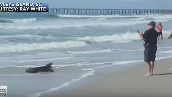 美国南卡罗来纳州波利斯岛男子冲浪目击海中大鳄鱼