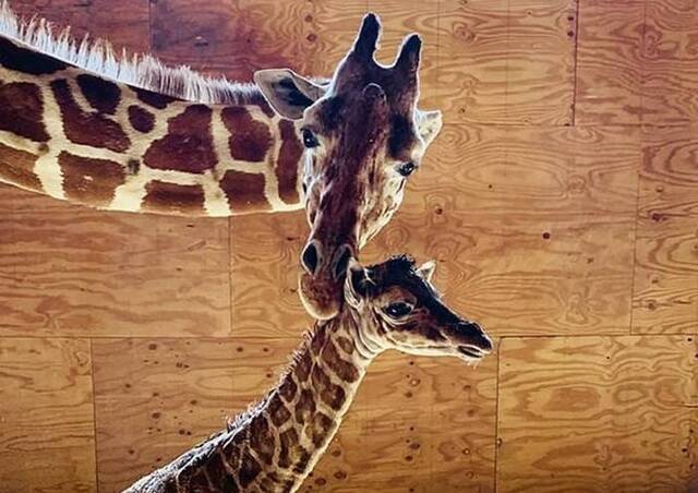 美国纽约动物园在YouTube直播长颈鹿产子 30万网民见证临盆一刻