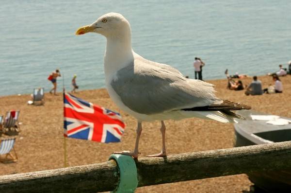 英国凶猛海鸥有组织性的抢夺食物