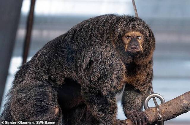 芬兰赫尔辛基动物园发现肌肉不寻常的僧面猴