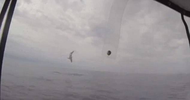 美国两名男子在海钓时遭遇一条巨型灰鲭鲨的“死亡威胁”