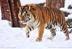 世界上最大的老虎，西伯利亚虎长3米、重700斤(百兽之王)