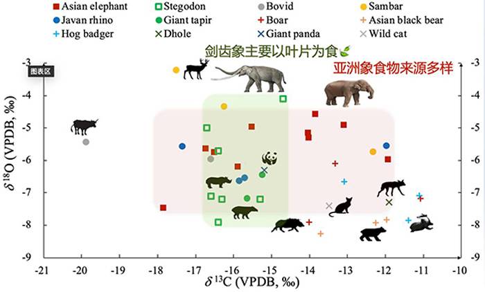 《第四纪科学评论》：华南和东南亚地区更新世亚洲象和剑齿象摄食行为的研究进展