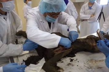 世界上最古老的血液！科学家从西伯利亚发现的4万2000年前小马驹身上取得流动血液