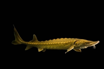目击4.3公尺巨鱼 消失鱼种“大西洋鲟”有望重返美国纽约哈德逊河