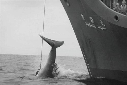 日本为什么爱捕鲸