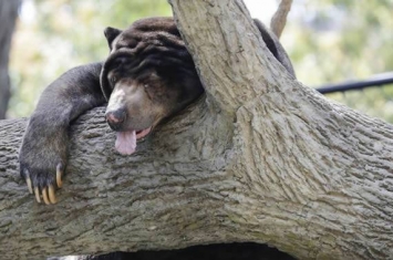 英国自然科学家发现马来熊会辨别人或同类脸上表情并模仿