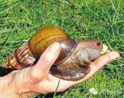 世界上最漂亮的彩色蜗牛，古巴彩色蜗牛(外壳鲜艳又亮丽)