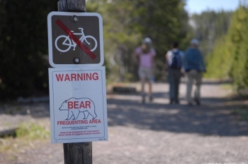 美国蒙大拿州男子在黄石公园遭灰熊袭击丧生