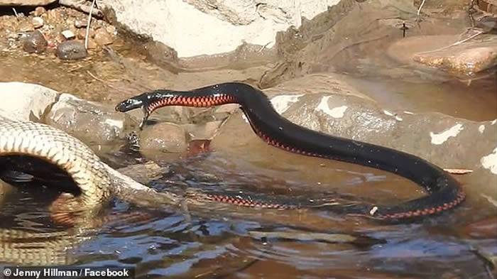 澳洲女子在昆士兰州波兰甸塞文河附近散步发现红腹伊澳蛇和蓝腹伊澳蛇激烈厮杀