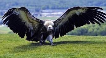 地球上最大的鹰类，阿根廷巨鸟如同一架小型战斗机