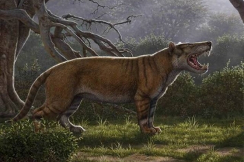 2300万年前“来自非洲的大狮子”Simbakubwa kutokaafrika有着“香蕉大小的犬齿”