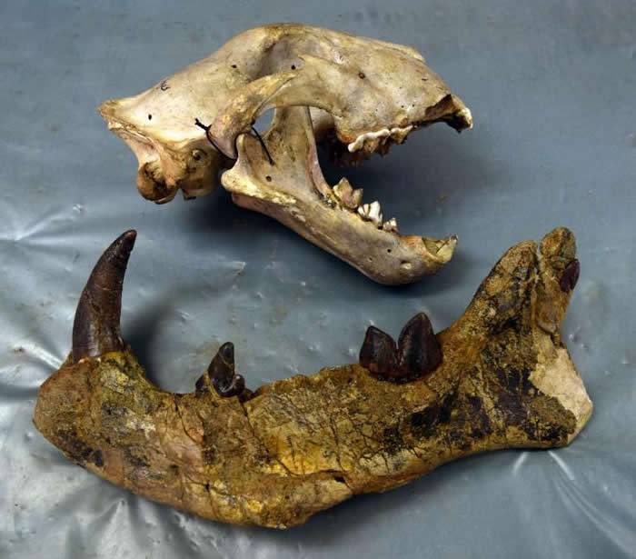 2300万年前“来自非洲的大狮子”Simbakubwa kutokaafrika有着“香蕉大小的犬齿”