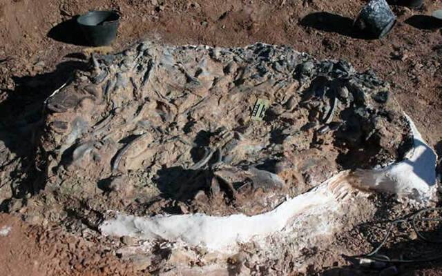 阿根廷2.2亿年前“恐龙坟场”挖出10种不同类型恐龙化石