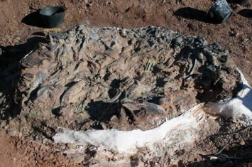 阿根廷2.2亿年前“恐龙坟场”挖出10种不同类型恐龙化石
