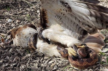 美国德克萨斯州红尾鵟大战豹斑蛇似同归于尽 下一秒突然都活了过来分头逃窜
