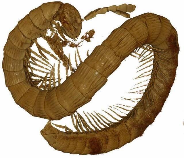 《ZooKeys》杂志：缅甸琥珀中发现9900万年前白垩纪时期蜈蚣