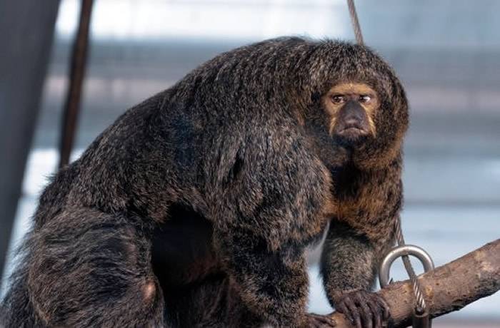 芬兰首都赫尔辛基动物园一只“强壮”的白面僧面猴“碧雅”