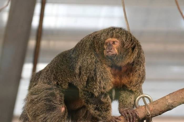 芬兰首都赫尔辛基动物园一只“强壮”的白面僧面猴“碧雅”