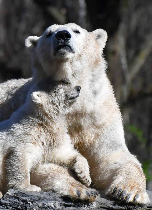 德国柏林动物园北极熊宝宝新星以足球会“哈化柏林”命名