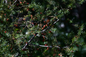 密叶红豆杉是什么植物