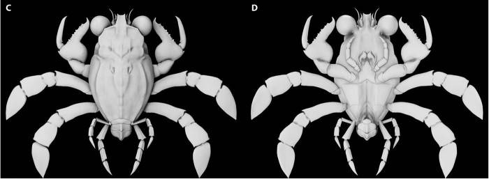甲壳类动物中的“鸭嘴兽”——9500万年前的螃蟹Callichimaera perplexa