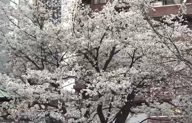 日本大学破解樱花代表品种染井吉野樱基因组 或准确预测开花时间