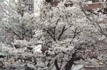 日本大学破解樱花代表品种染井吉野樱基因组 或准确预测开花时间