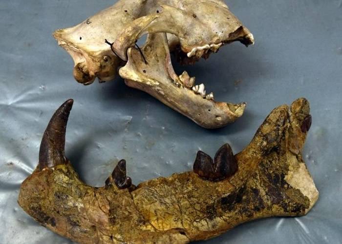 肯尼亚发现鬣齿兽科新品种“Simbakubwa kutokaafrika” 最大的食肉哺乳动物