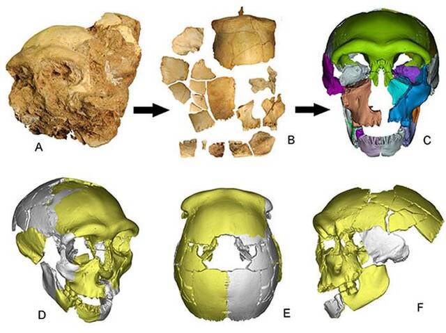 中国发现向早期现代人连续演化的更新世中期人类头骨化石