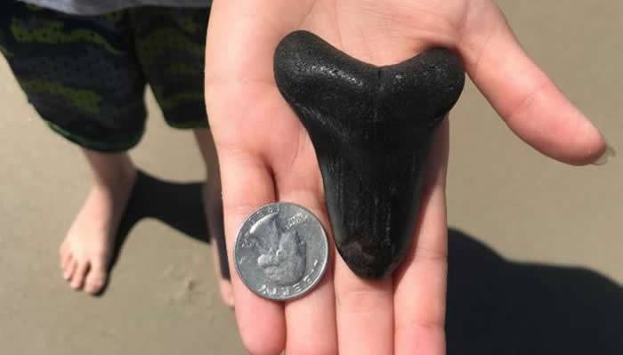 美国北卡罗来纳州女中学生在海滩发现巨齿鲨牙齿化石