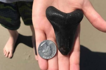 美国北卡罗来纳州女中学生在海滩发现巨齿鲨牙齿化石