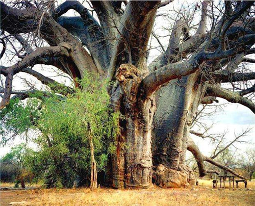 南非吃人树之谜