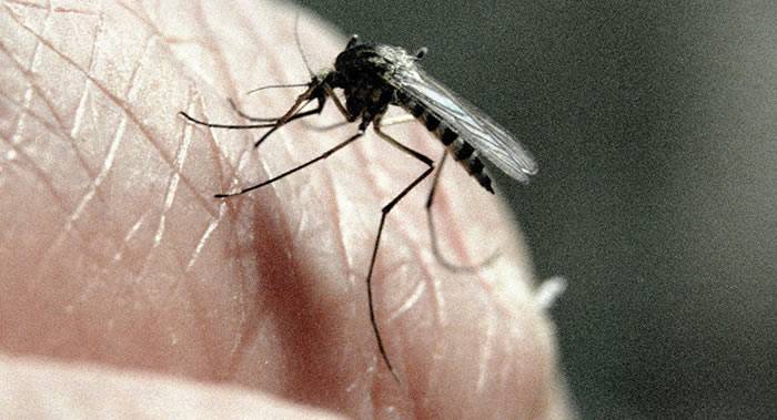 《昆虫科学杂志》：昆虫学家用象蚊对付白纹伊蚊