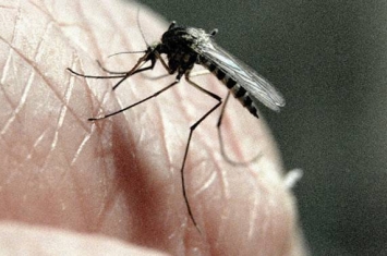 《昆虫科学杂志》：昆虫学家用象蚊对付白纹伊蚊