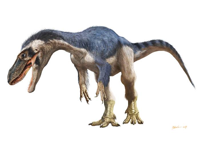 日本岩手县高中生在“久慈琥珀博物馆”挖到9000万年前暴龙牙齿化石 可能是新种恐龙