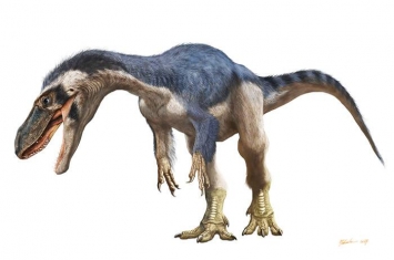 日本岩手县高中生在“久慈琥珀博物馆”挖到9000万年前暴龙牙齿化石 可能是新种恐龙