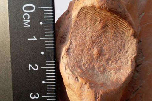 仰韶指纹是什么?五千多年前人类就会使用指纹