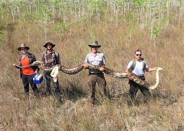美国佛罗里达州大沼泽地国家保护区捕获5.18米长雌性缅甸蟒 身怀73颗蛇蛋