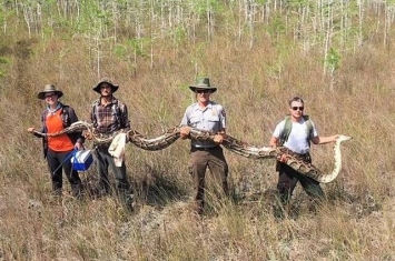 美国佛罗里达州大沼泽地国家保护区捕获5.18米长雌性缅甸蟒 身怀73颗蛇蛋