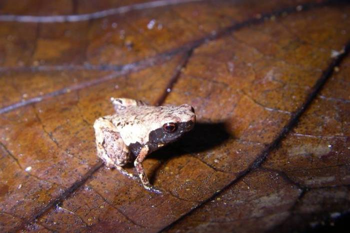 最小的两栖类：马达加斯加发现三个新蛙种