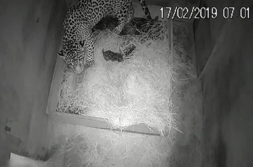 全球首头人工授精美洲豹出生两日疑被母亲吞下肚