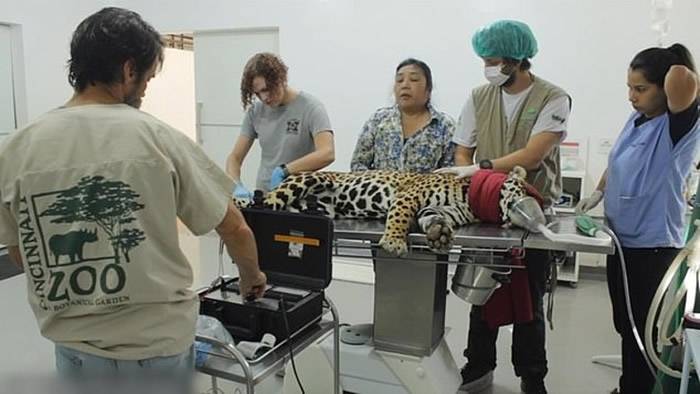 全球首头人工授精美洲豹出生两日疑被母亲吞下肚